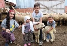 Sıfır Faizli Koyun Kredisine Yoğun Talep sifir_faizli_koyun_kredisine_yogun_talep_tokatta