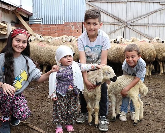 Sıfır Faizli Koyun Kredisine Yoğun Talep sifir_faizli_koyun_kredisine_yogun_talep_tokatta