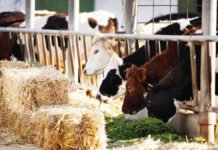 Yem Fiyatları Dolara Bağlı Olarak 5 Lira Düştü Arkası Gelecek Mi? yem fiyatları