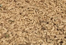 Yer Fıstığı, Mardin Ovası’nın Yeni Ürünü Oldu yer-fistigi