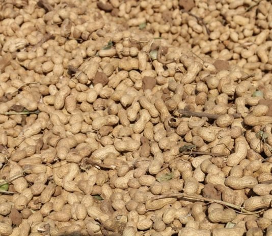 Yer Fıstığı, Mardin Ovası’nın Yeni Ürünü Oldu yer-fistigi