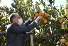 Cennet Hurması, Adıyaman Çiftçisini Sevindirdi Cennet hurması