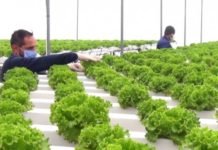 Erzincan’da Topraksız Tarım Verimi 3 Katına Çıkardı Erzincan'da topraksız tarım verimi 3 katına çıkardı