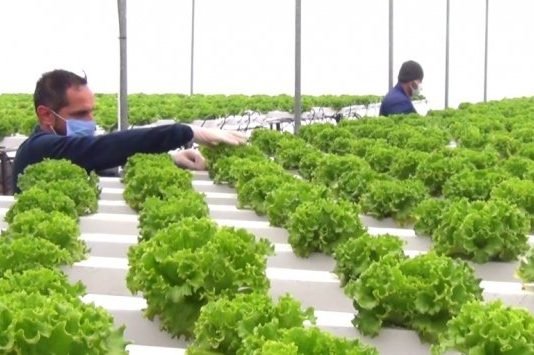 Erzincan’da Topraksız Tarım Verimi 3 Katına Çıkardı Erzincan'da topraksız tarım verimi 3 katına çıkardı