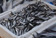 Trabzon’da 70 Ton Hamsiye El Konuldu HAMSİ