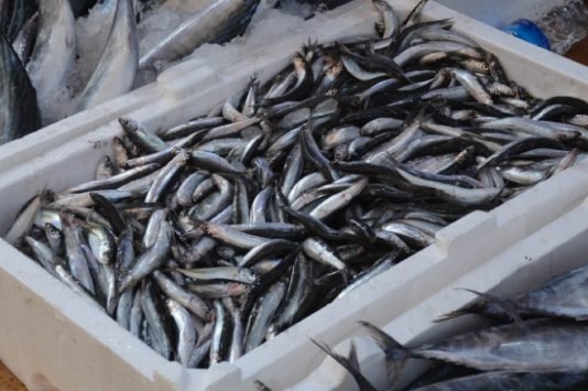 Trabzon’da 70 Ton Hamsiye El Konuldu HAMSİ