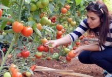 Tarım Danışmanlarına Ödenecek Destek Belli Oldu Tarım danışmanlarına ödenecek destek belli oldu
