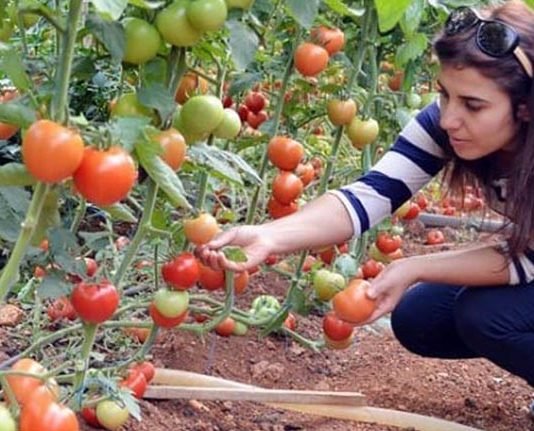 Tarım Danışmanlarına Ödenecek Destek Belli Oldu Tarım danışmanlarına ödenecek destek belli oldu