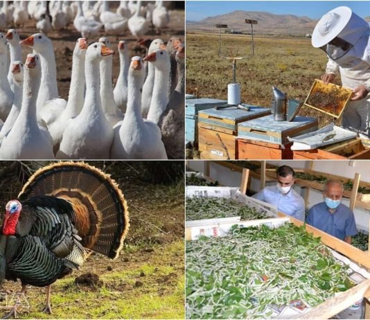 Bakanlıktan Arıcılık, İpek Böcekçiliği, Kaz ve Hindi Yetiştiriciliği Yatırımlarına Destek aricilik-ipek-bocekciligi-kaz-ve-hindi-yetistiricilerine-destek-verilecek