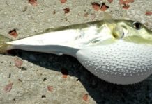 Balon Balığı Kuyruğu Teslimatı Başladı balon balığı