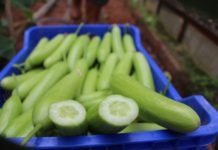 Tarımda Siparişe Göre Üretim Dönemi beyaz salatalık