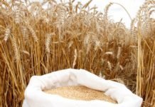 Bitkisel üretim arttı. Düşüş yaşanan tek grup hangisi? buğday