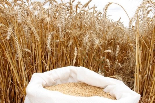 Bitkisel üretim arttı. Düşüş yaşanan tek grup hangisi? buğday