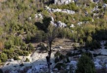 Andırın Sakinleri Topladıkları Defneden Günde 500 Lira Kazanıyor defne-toplama