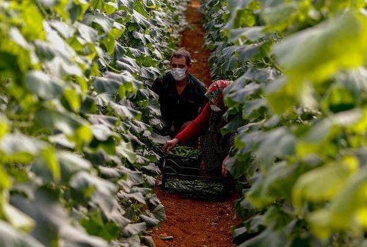 Aracılar Ortadan Kalktı, Üreticinin Yüzü Dijital Tarım Pazarı İle Güldü Tarım ve Orman Bakanlığınca hayata geçirilen Dijital Tarım Pazarı, bin bir emekle üretim yapan Antalyalı çiftçilere, ürünlerini daha avantajlı şekilde satma imkanı sağladı.