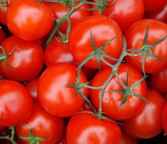 Rusya’ya Domates Sevkiyatı 10 Gün İçinde Başlayacak domates