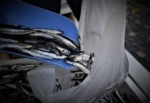 Balıkçılar Hamside Umduğunu Bulamadı hamsi_