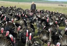 Yılbaşı Öncesi Hindiye Talep, Üreticinin Yüzünü Güldürdü hindi