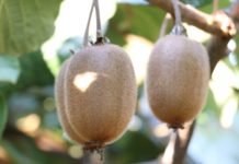 Kivi Bahçelerinin Malzemesi Bakanlıktan kivi bahçesi