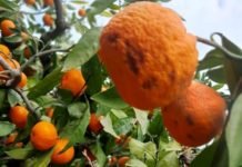 Mandalinayı Önce Kırağı Sonra Yağmur Vurdu mandalinayi-once-kiragi-sonra-yagmur-vurdu