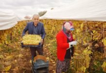 Manisa’da Kış Mevsiminde Üzüm Hasadı Yapılıyor manisada-kis-mevsiminde-uzum-hasadi-yapiliyor