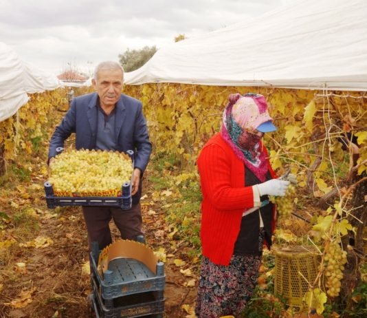Manisa’da Kış Mevsiminde Üzüm Hasadı Yapılıyor manisada-kis-mevsiminde-uzum-hasadi-yapiliyor