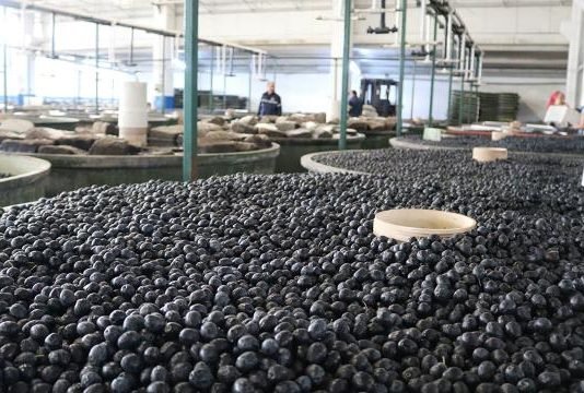 Marmarabirlik’ten 25 Milyon Dolarlık İhracat Marmarabirlik