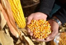 “Sarı Altın” Üreticisinin Yüzünü Güldürdü misir