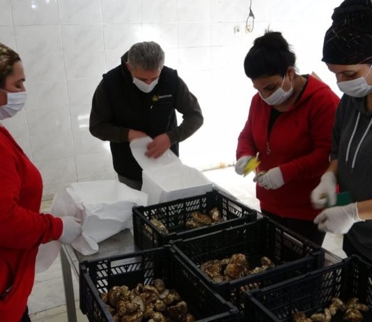 Türkiye’den Asya’ya Sedir Mantarı İhracatı sedir_Mantar