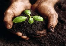 Tohumluk Başvurularında Elektronik Dönem tohum