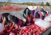 “Kırmızı Altında” Hasat Başladı turp hasadı