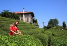 Çay İhracatının % 50’si Rize’den Gerçekleşti çay
