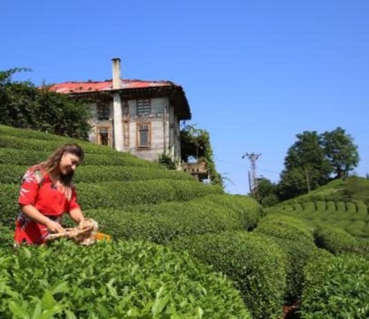 Çay İhracatının % 50’si Rize’den Gerçekleşti çay