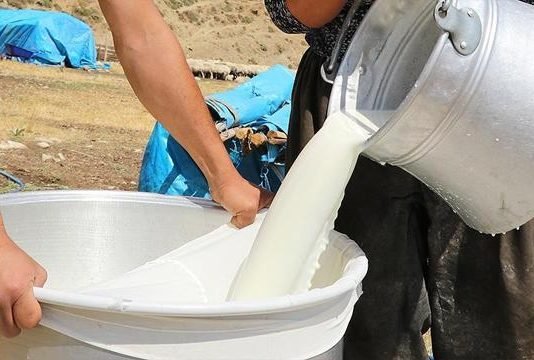 Çiğ Süt Tavsiye Fiyatına Litre Başına 30 Kuruş Destek Verilecek çiğ süt