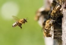 Arıların Hayranlık Uyandıran Dünyası ARILAR__1_