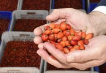Atık Kuşburnu Çekirdeği Ekonomiye Kazandırılıyor Atık Kuşburnu Çekirdeği Ekonomiye Kazandırılıyor