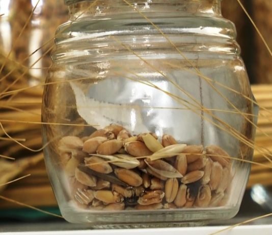 Bu Tohumlar Altından Bile Değerli Bu tohumlar altından bile değerli