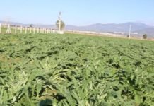 Efeler Belediyesi Enginar Üretimine Başladı Efeler Belediyesi Enginar Üretimine Başladı