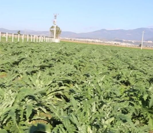 Efeler Belediyesi Enginar Üretimine Başladı Efeler Belediyesi Enginar Üretimine Başladı
