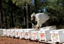 Orman Köylüsüne 250 Milyon TL Destek OGM_ORKOY_Destekleri