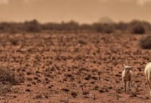 Tarımsal Kuraklık Başladı Tarımsal Kuraklık Başladı