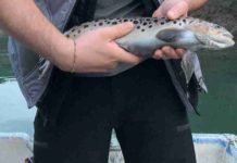 Tokat’ta Siyah Benekli Alabalık Koruma Altında Tokat'ta siyah benekli alabalık koruma altında