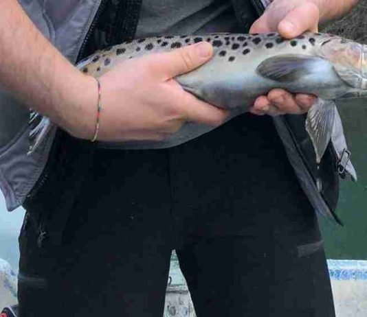 Tokat’ta Siyah Benekli Alabalık Koruma Altında Tokat'ta siyah benekli alabalık koruma altında