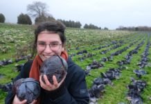 Pestisit Zehirlenmeleri Artıyor ZehirsizSofralar