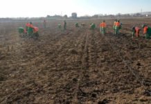 Tıbbi Aromatik Bitki Bahçeleri Konya’da Tarımsal Çeşitliliği Artıracak aromatik-bitkiler