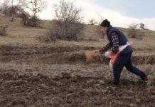 Havza’da İki Farklı Ata Tohumu Toprakla Buluştu ata-tohumu HAVZA