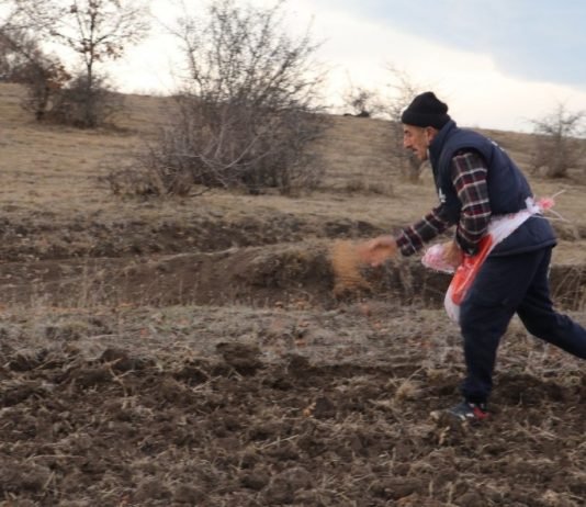 Havza’da İki Farklı Ata Tohumu Toprakla Buluştu ata-tohumu HAVZA
