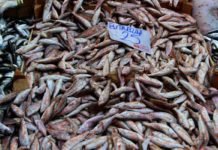 Tezgahlarda Hamsinin Yerini Barbun Aldı barbun