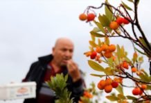 Fethiye’de Siparişle Kırlardan Toplanan Dağ Çileği İlgi Görüyor fethiyede_siparisle_kirlardan_toplanan_dag_cilegi_ilgi_goruyor