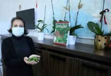 Mini Avokadolar Büyüklerine Göre Daha Pahalı küçük avokado